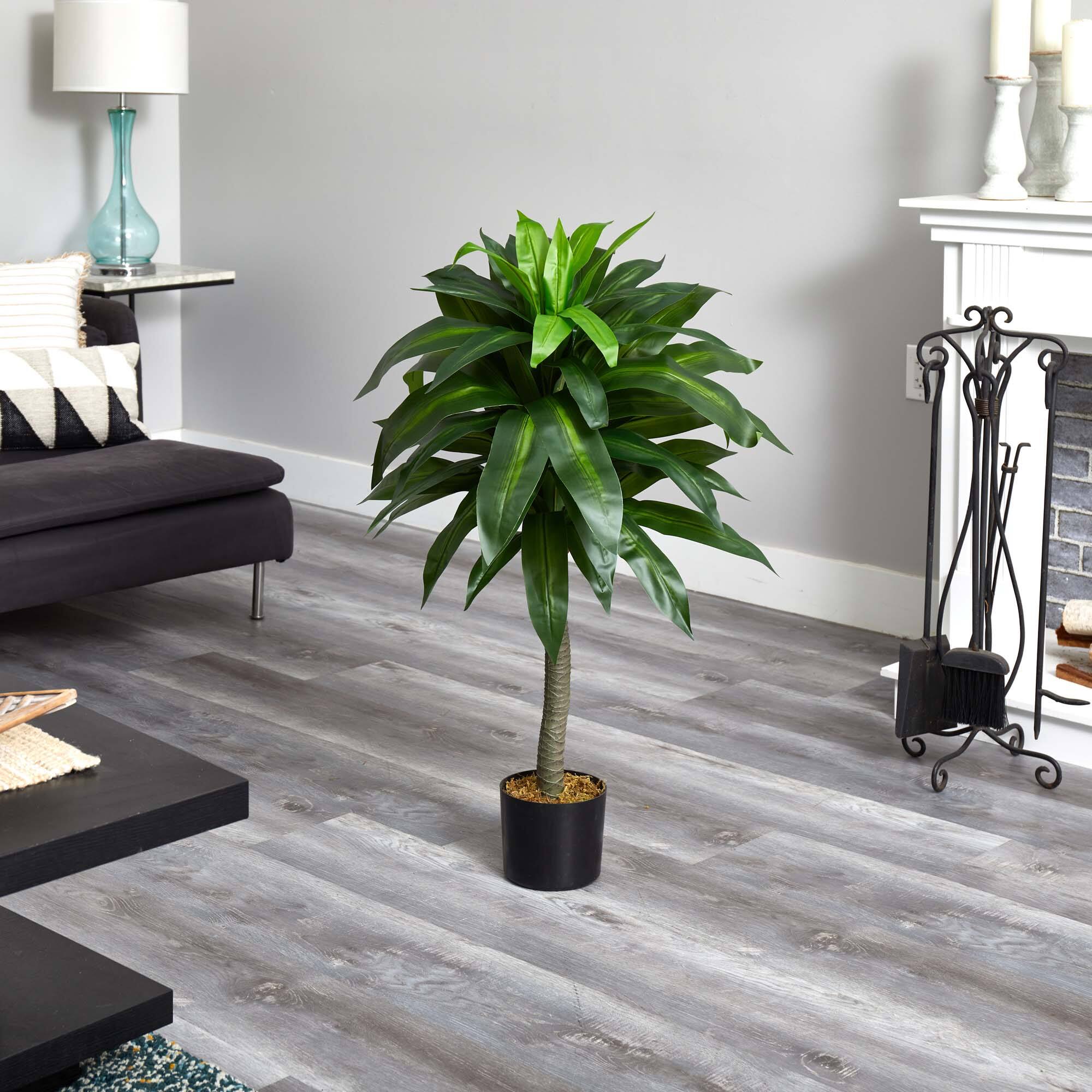 3.5ft. Potted Dracaena Plant